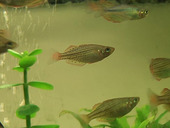 Zwerg - Regenbogenfisch *