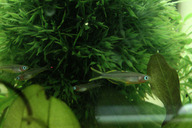 Gabelschwanz-Regenbogenfisch *