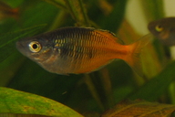 Boesemanns-Regenbogenfisch rot