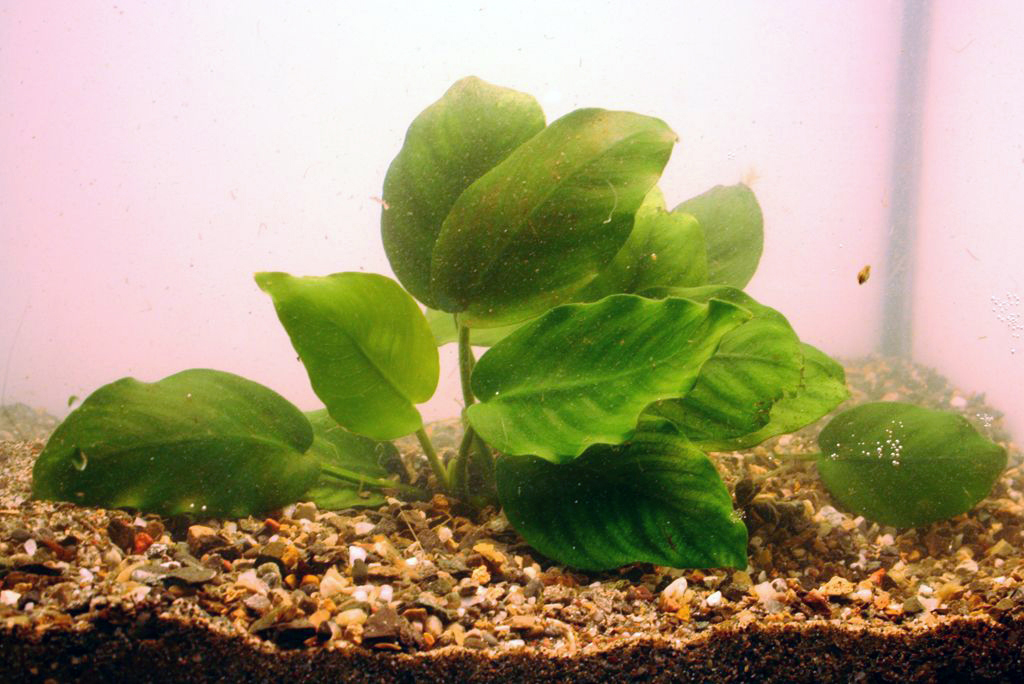 Anubias nana