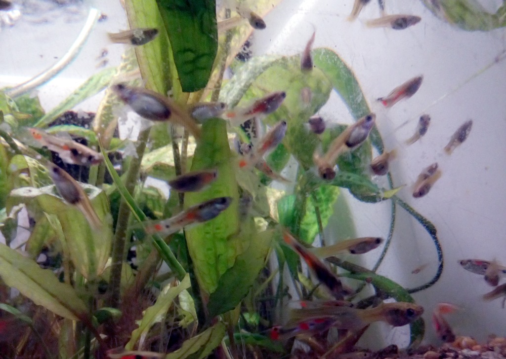 Ursprung guppy