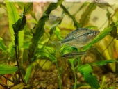 Regenbogenfisch Kamaka
